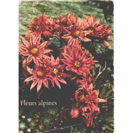 Fleurs alpines